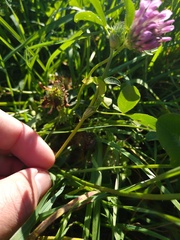 Trifolium pratense