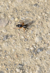 Herpyllinae