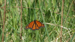 Danaus plexippus