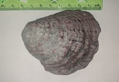 Spondylus gaederopus