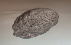 Spondylus gaederopus