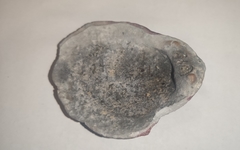 Spondylus gaederopus