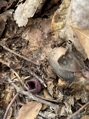 Hexastylis rhombiformis