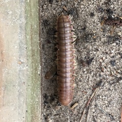 Dicellarius bimaculatus fictus