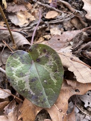 Hexastylis rhombiformis