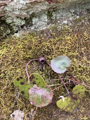 Hexastylis rhombiformis