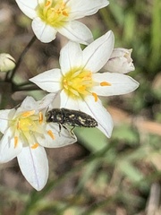 Acmaeodera neglecta neoneglecta