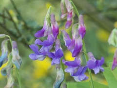 Lathyrus polyphyllus