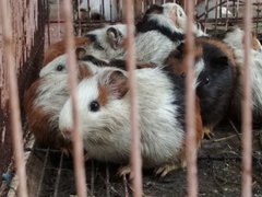 Cavia