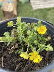 Potentilla