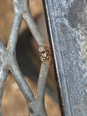 Pelegrina pervaga