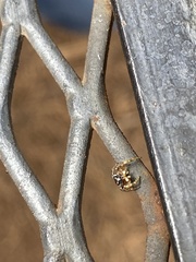 Pelegrina pervaga