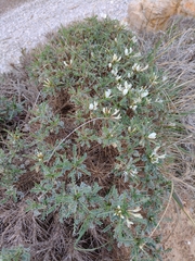 Astragalus tragacantha
