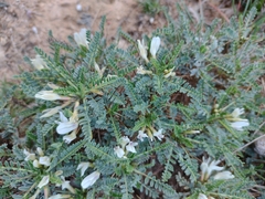 Astragalus tragacantha