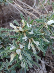 Astragalus tragacantha