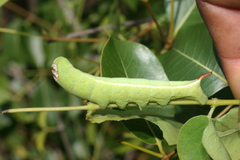 Temnora zantus