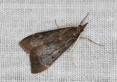Uresiphita ornithopteralis