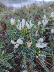 Astragalus tragacantha