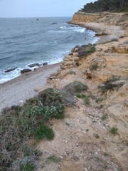 Astragalus tragacantha
