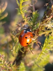 Coccinella septempunctata