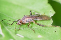 Burtinus notatipennis