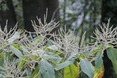 Colebrookea oppositifolia
