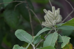 Colebrookea oppositifolia