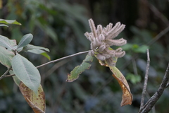 Colebrookea oppositifolia
