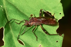 Burtinus notatipennis