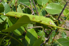 Temnora zantus