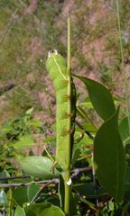 Temnora zantus
