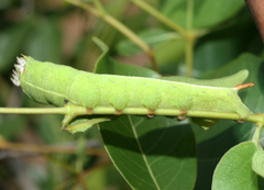 Temnora zantus