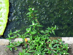 Magnoliopsida