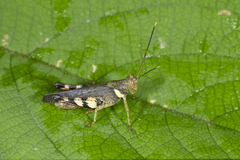 Apalacris nigrogeniculata