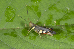 Apalacris nigrogeniculata