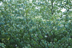Cornus controversa