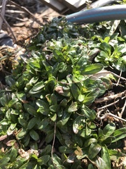 Noccaea caerulescens