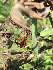 Rhynocoris rubricus