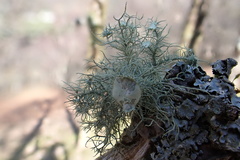 Usnea florida