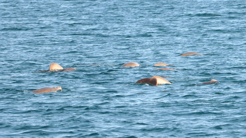 Dugong