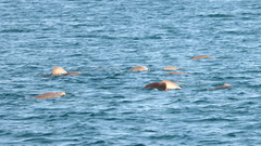 Dugong