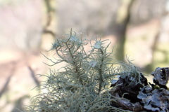 Usnea florida