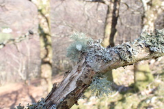 Usnea florida