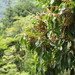Lithocarpus hancei - Photo (c) kuobear, algunos derechos reservados (CC BY-NC), uploaded by kuobear