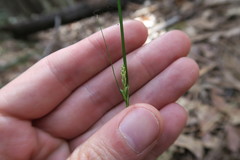 Carex multicaulis