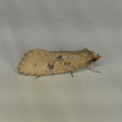 Acrolophus propinqua