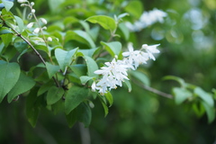 Deutzia crenata