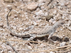 Callisaurus draconoides rhodostictus