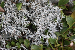 Cladonia ciliata