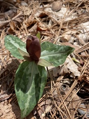 Trillium underwoodii